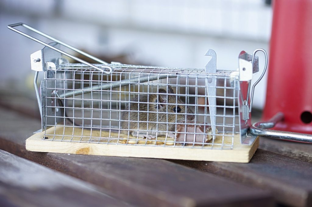 хваната мишка в капан