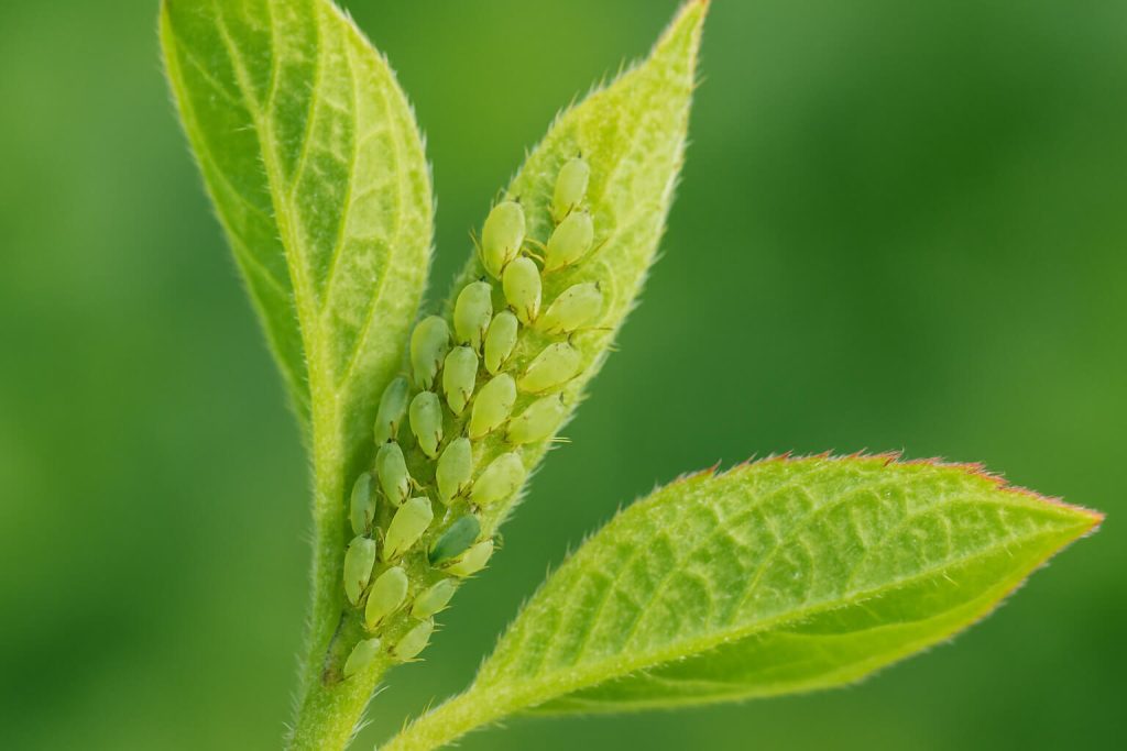 Листни въшки върху връхче на младо листо, заснети в макро формат.