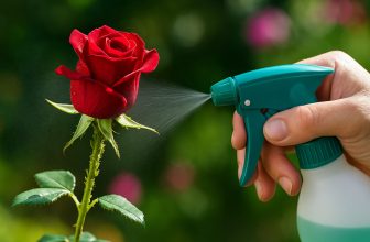 Червена роза се пръска с препарат срещу листни въшки с тюркоазен пулверизатор.