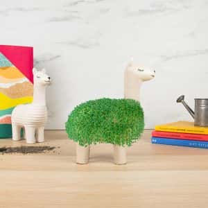 Саксия Лама с Чия Семена